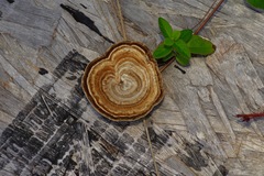 Microporellus dealbatus