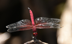 Trithemis selika