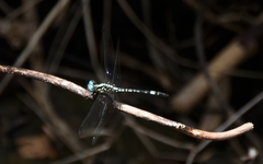 Neodythemis arnoulti