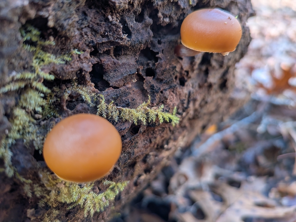 Galerina marginata · December 2025 · photo: © robert_alabama (iNaturalist, cc0)