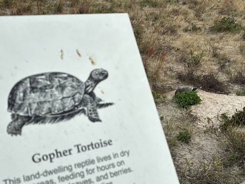 Gopher Tortoise, Florida, US, photo 8 of 10