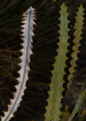 Banksia mimica
