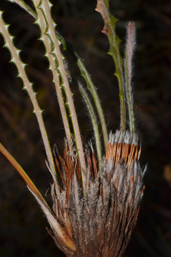Image of Banksia mimica by (c) Tim Hammer, some rights reserved (CC BY)