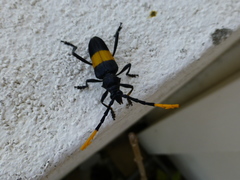 Pachyteria dimidiata