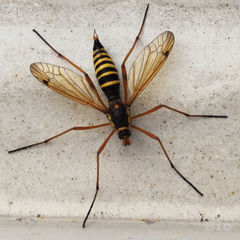 Ctenophora flaveolata