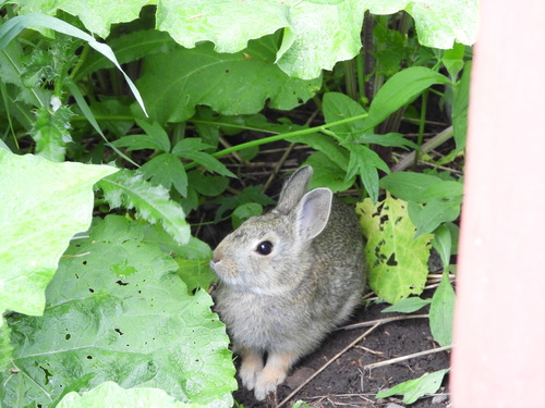 Mountain Cottontail photographed in Montana