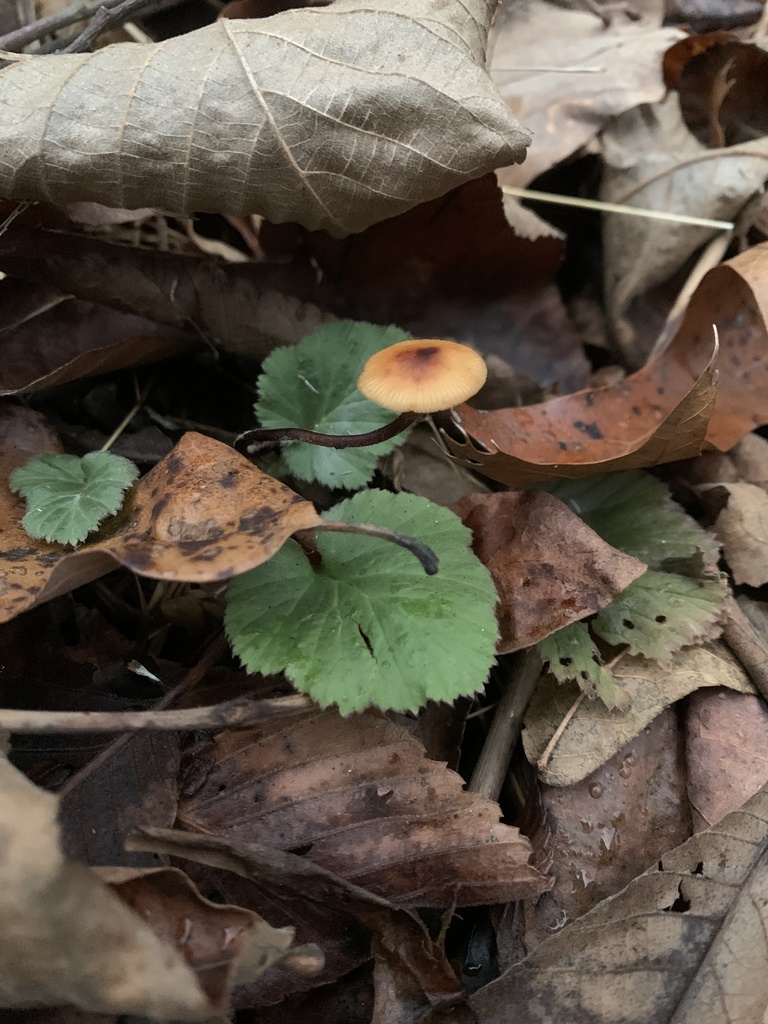 Rhizomarasmius pyrrhocephalus · December 2025 · photo: © sbrobeson (iNaturalist, cc-by)