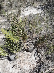 Banksia chamaephyton