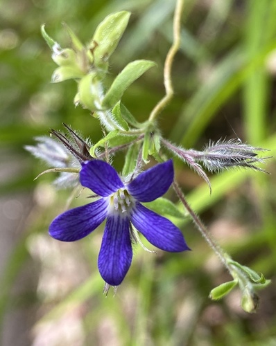 Billardiera variifolia DC.