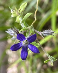 Billardiera variifolia