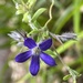 Billardiera variifolia - Photo (c) Loxley Fedec,  זכויות יוצרים חלקיות (CC BY-NC), הועלה על ידי Loxley Fedec