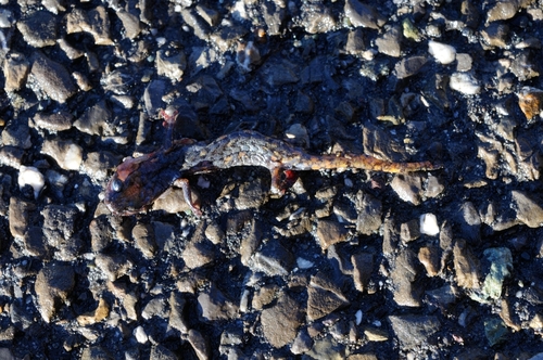 Strinati's Cave Salamander, Italy, photo 8 of 10