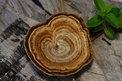 Microporellus dealbatus