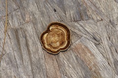 Microporellus dealbatus