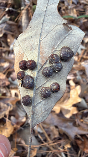 Unknown species found near Ruston, LA, US