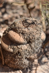 Banksia chamaephyton