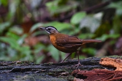 Pellorneum capistratum