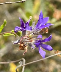Billardiera variifolia