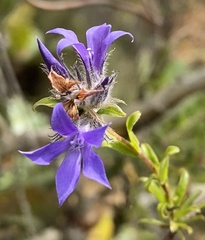Billardiera variifolia