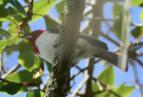 Red-cowled Cardinal