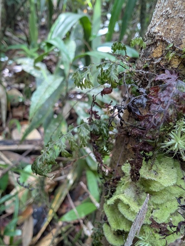 Hymenophyllum polyanthos iNat (1)