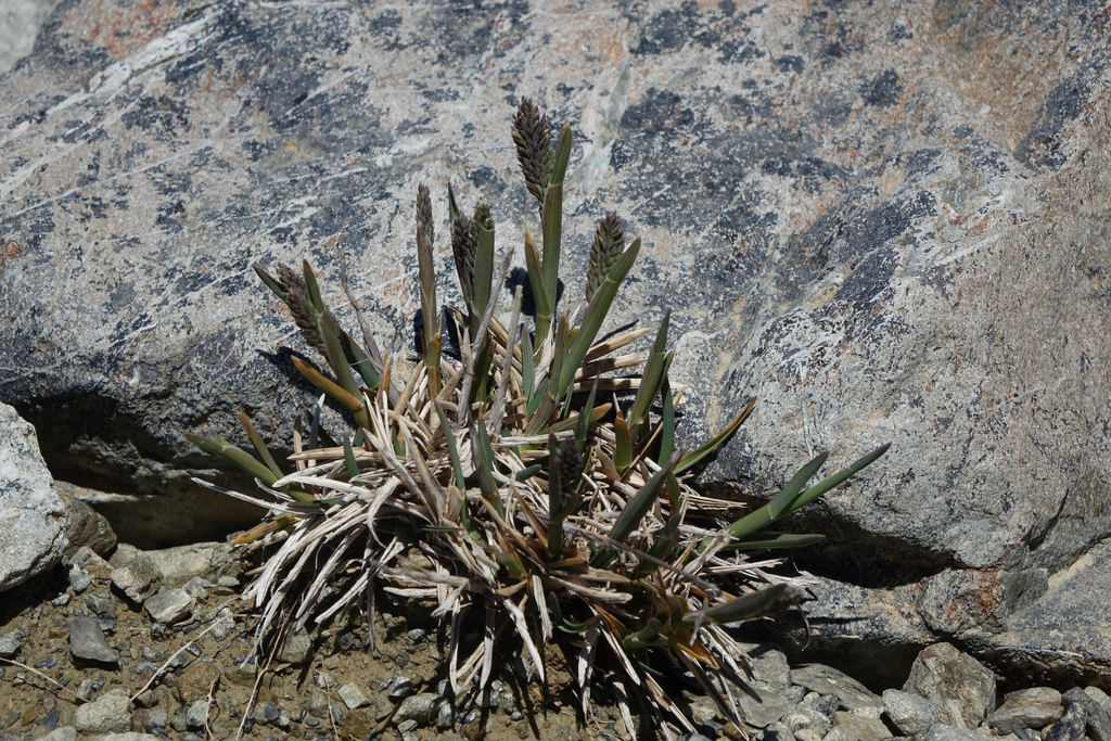 Poa buchananii