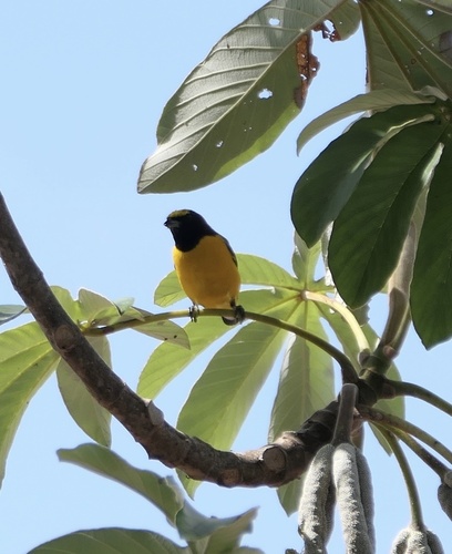 Purple-throated Euphonia