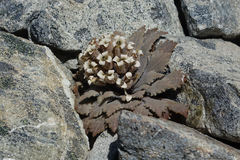 Notothlaspi rosulatum