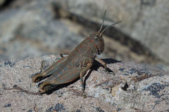 Brachaspis nivalis