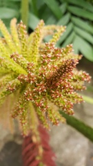 Gunnera mexicana