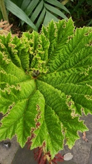 Gunnera mexicana