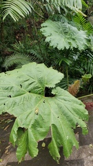 Gunnera mexicana