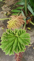 Gunnera mexicana