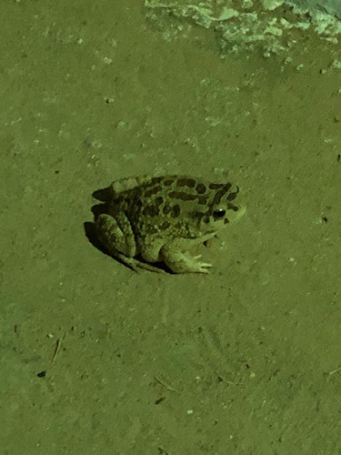 Mauritanian Toad