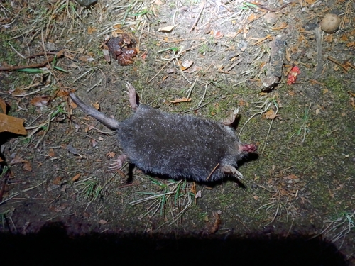 Star-nosed Mole observed by theamandaleigh