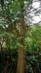 Calocedrus formosana