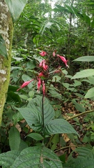 Stenostephanus haematodes