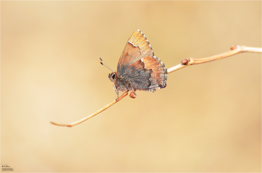 Tailless Hairstreak