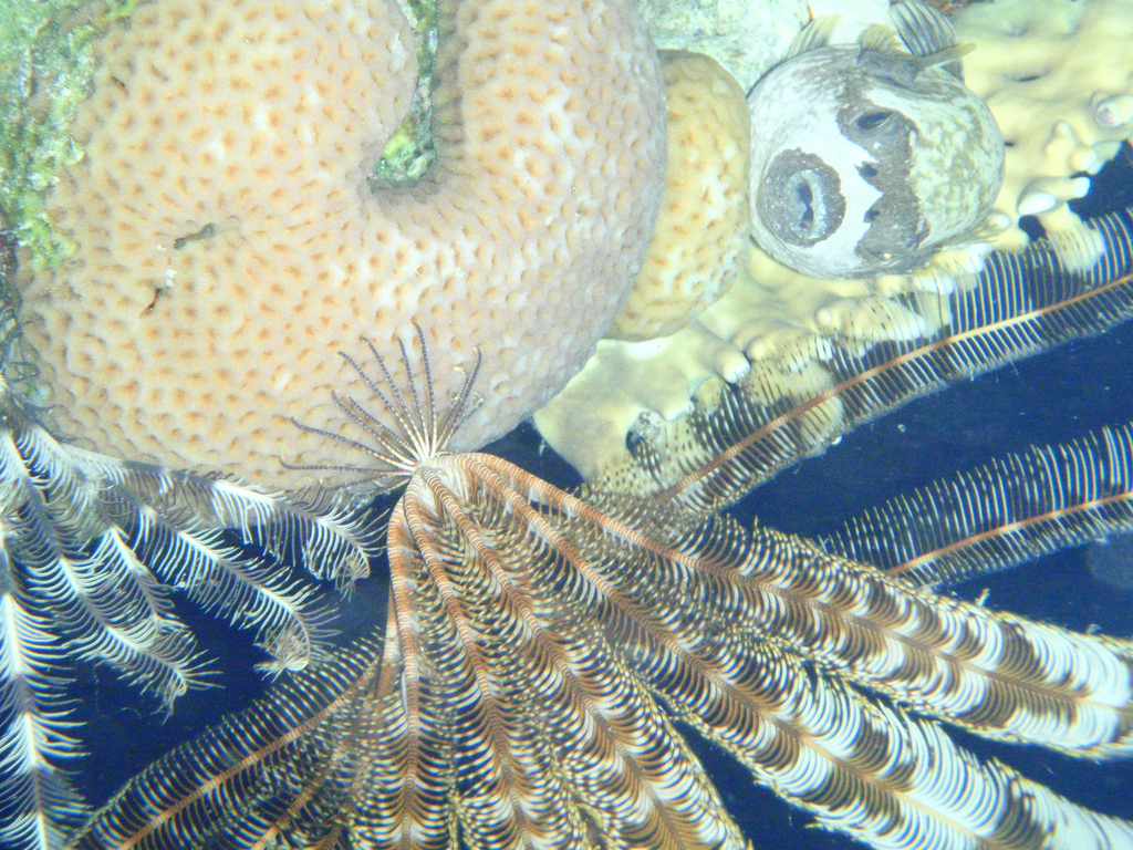 Indian feather star