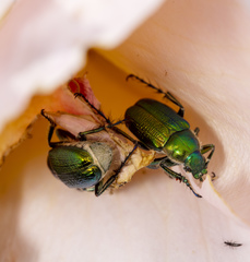Diphucephala colaspidoides