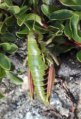 Epipodisma pedemontana