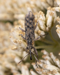 Rhinotia pictirostris