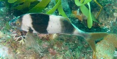 Pseudogoniistius nigripes