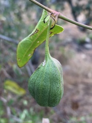 Aristolochia indica