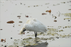 Platalea minor