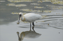 Platalea minor