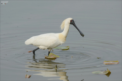 Platalea minor