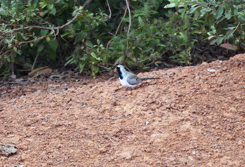 (c) Josh van der Meulen, some rights reserved (CC BY-NC-ND), uploaded by Josh van der Meulen iNaturalist image