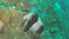 Pseudogoniistius nigripes