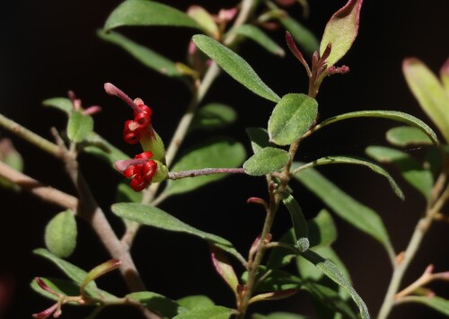 Moogerah peaks grevillea (Grevillea linsmithii)